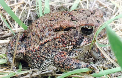 houston-toad-survey