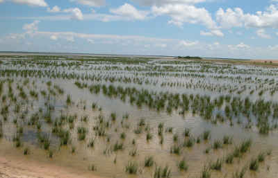 marsh-planting-texas-alterniflora