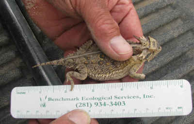 texas-horned-lizard-survey