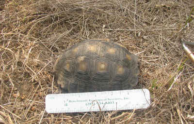 texas-tortoise-survey