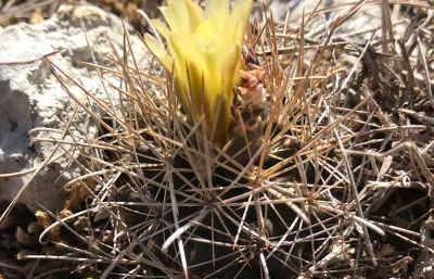 tobusch-fish-hook-cactus-survey