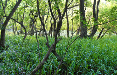 wetland-mitigation-monitoring-texas